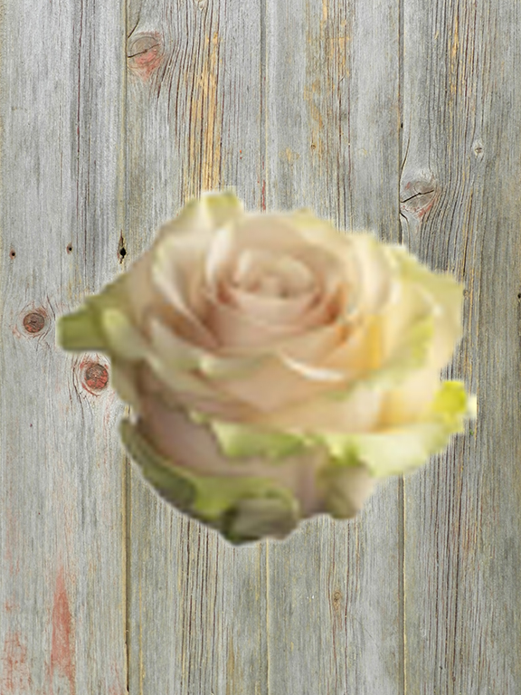 POMPEI  BI-COLOR CREAM/ PINK ROSES